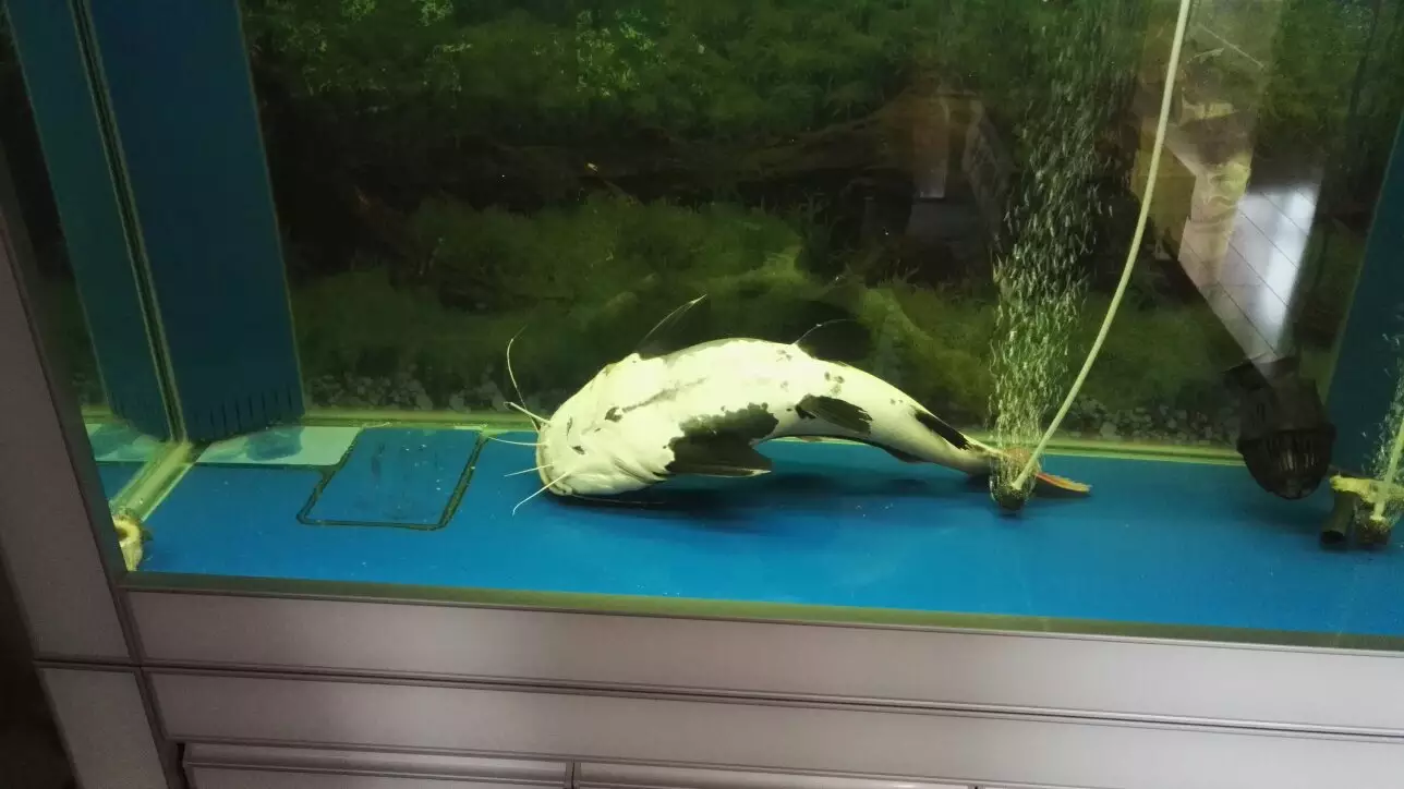 5、招財貓魚死前癥狀:某寶買到的招財貓魚，我說魚死了，他告訴我讓他緩一緩晚上能緩過來，