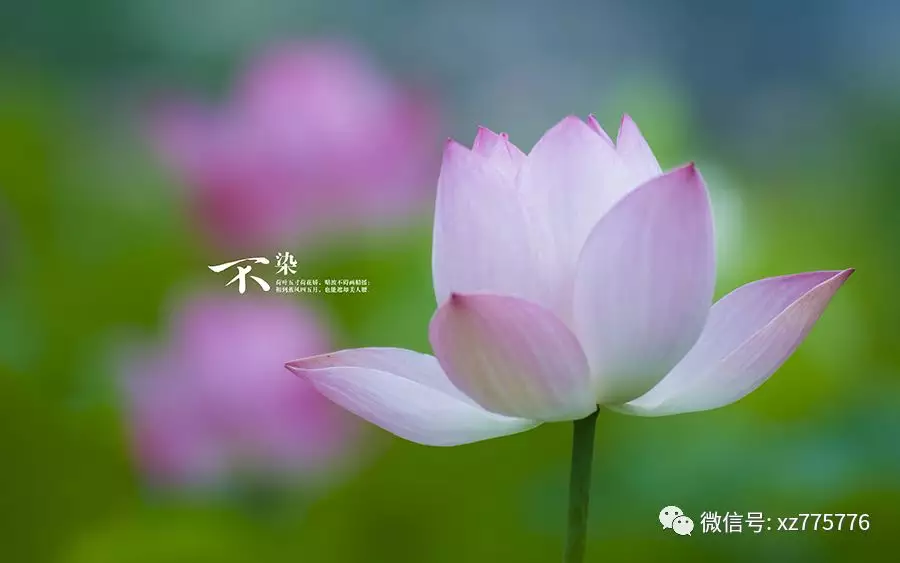 15天豪富大貴的屬相：何時會有豪富大貴的生肖