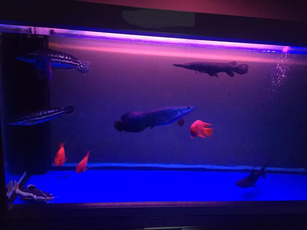 2、招財貓魚能長多大:最近想入手一條金招財貓魚，能長多大，店家說不用加熱 真的？
