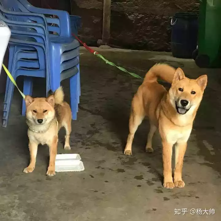 3、男屬猴的婚配女方說狗運氣怎麼樣:女屬狗的男屬猴的婚配表