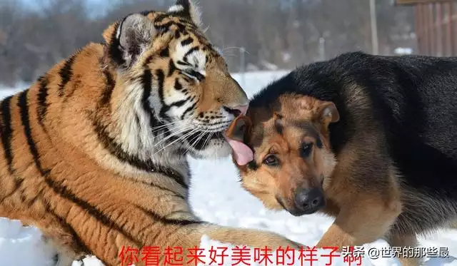 4、男虎和女狗婚配好欠好:男屬虎和女屬狗相配嗎