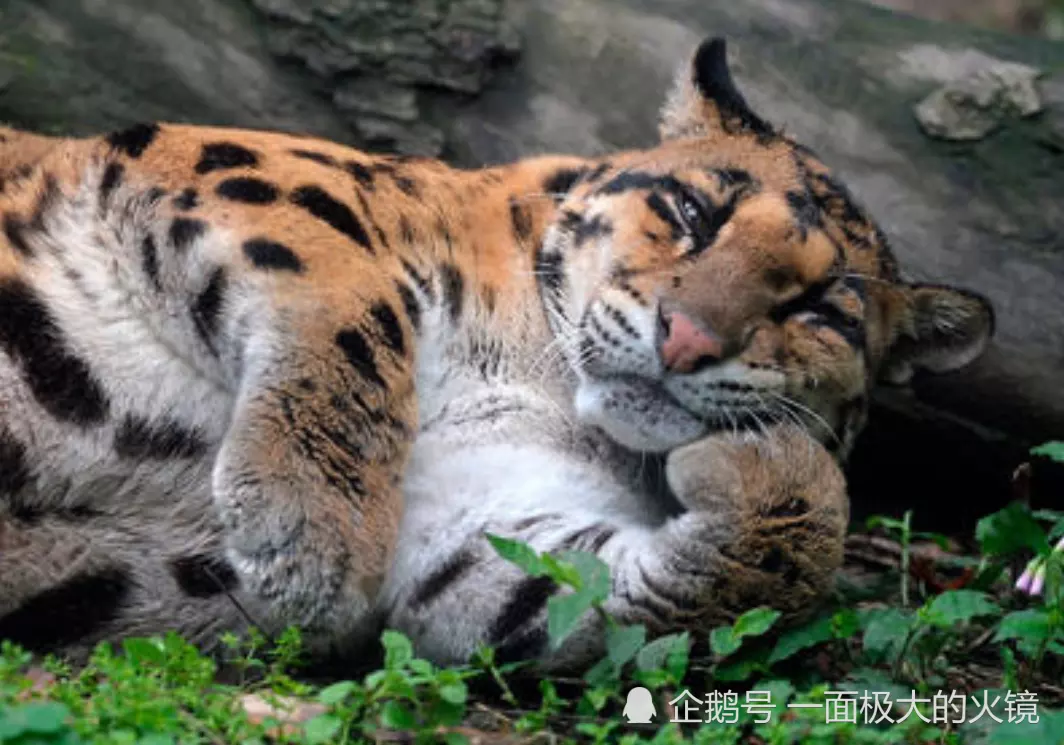 4、幾月的猴不與虎相剋:屬猴的和屬虎的屬相相剋嗎