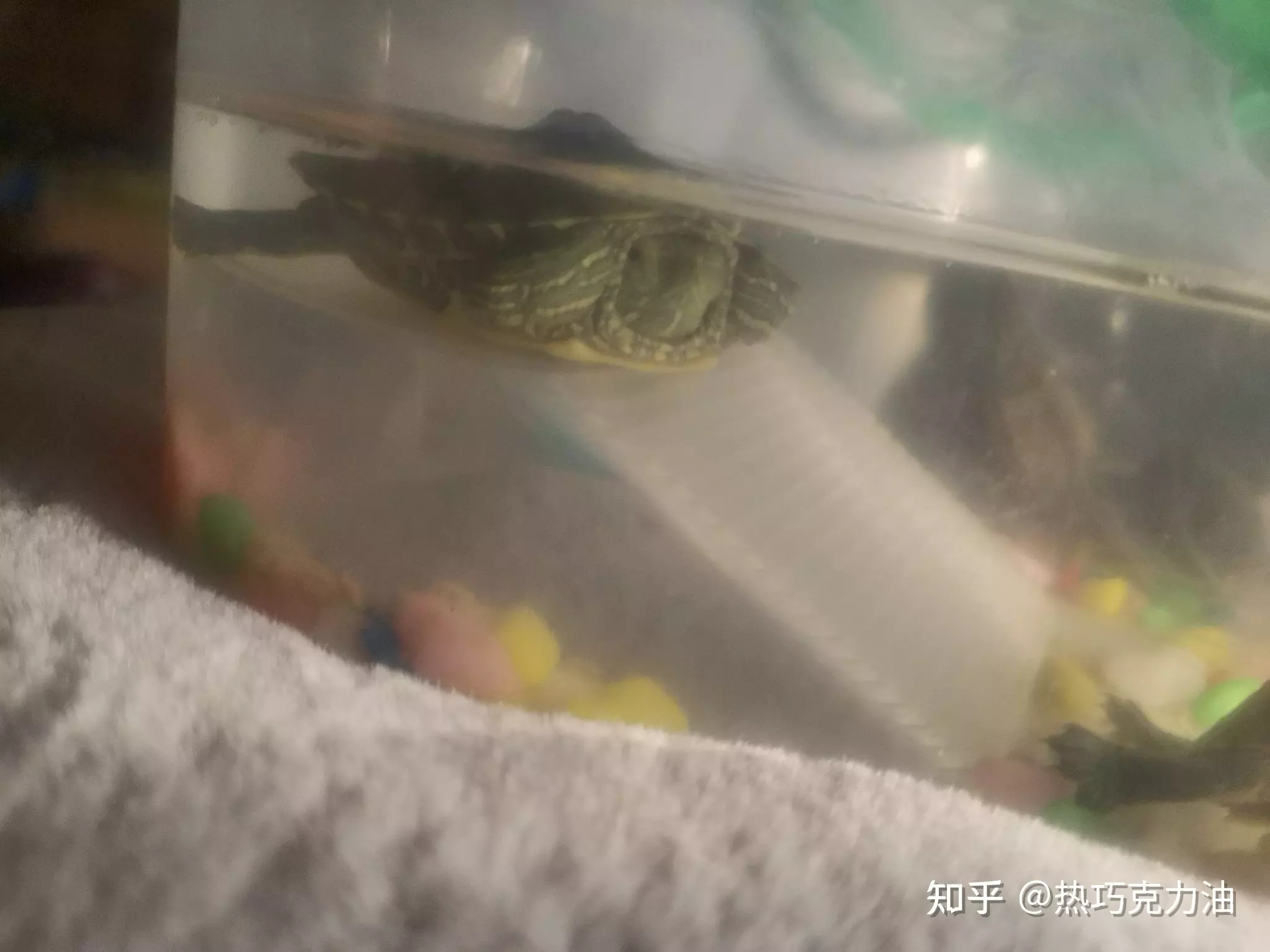 1、家庭養烏龜禁忌養龜窮三代:養龜窮三代什麼意思？