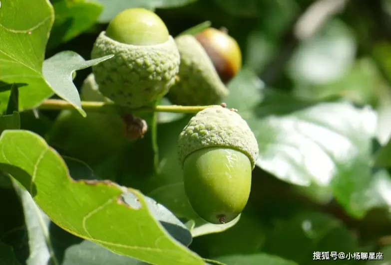 哪個屬相女對戀愛最專一：十二星座女對戀愛專一排名