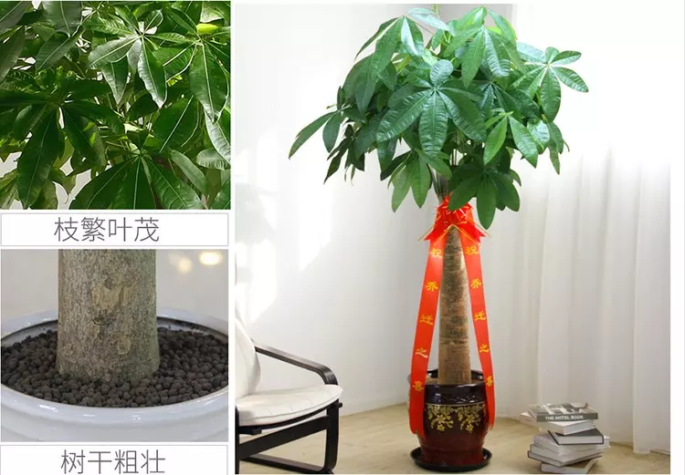 3、發財樹多少錢一盆:發財樹多少錢一盆