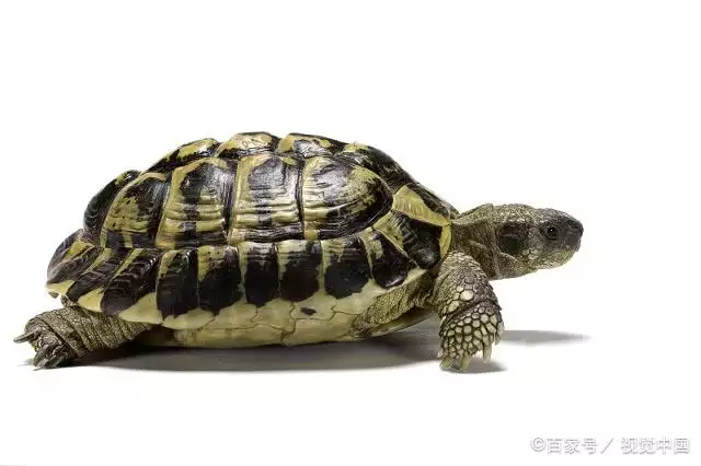1、為什麼那麼多人喜歡養烏龜:喜歡養烏龜的多都是什麼性格？