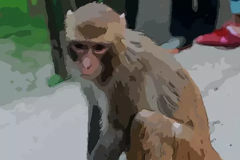 年生人屬什麼屬相：年出生的人五行是什麼命