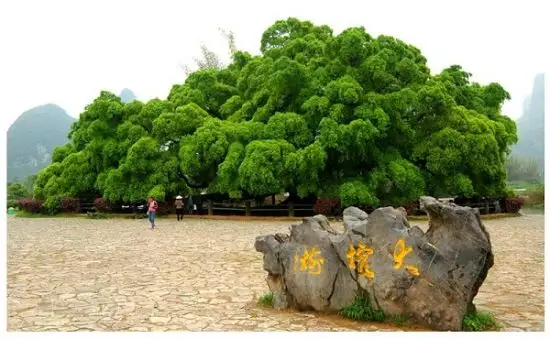 6、洞下水和山頭火婚配嗎:山頭火，與洞下水