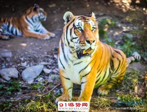 86男屬虎與91女羊婚配：女86年虎,男是91年的羊兩個婚姻相配嗎