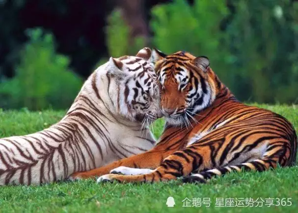 2、年屬虎的是什麼命:屬虎運勢如何？