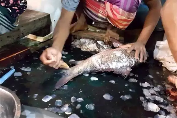 夢見死魚是什麼徵兆活了：周公解夢夢見死魚變活