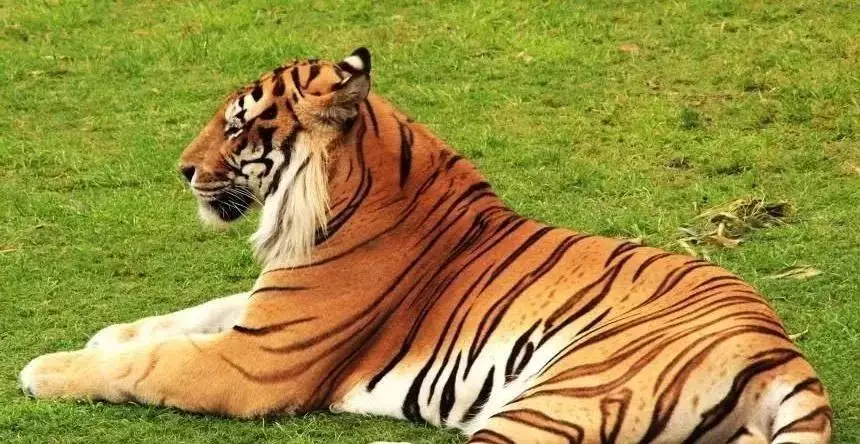 1、婚配什麼時刻出生的虎最凶:什麼時刻出生的虎很兇什麼時刻出生的虎不凶