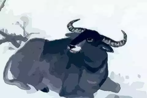 2021年屬牛的人命好嗎：2021年出生的屬牛的人命好嗎？