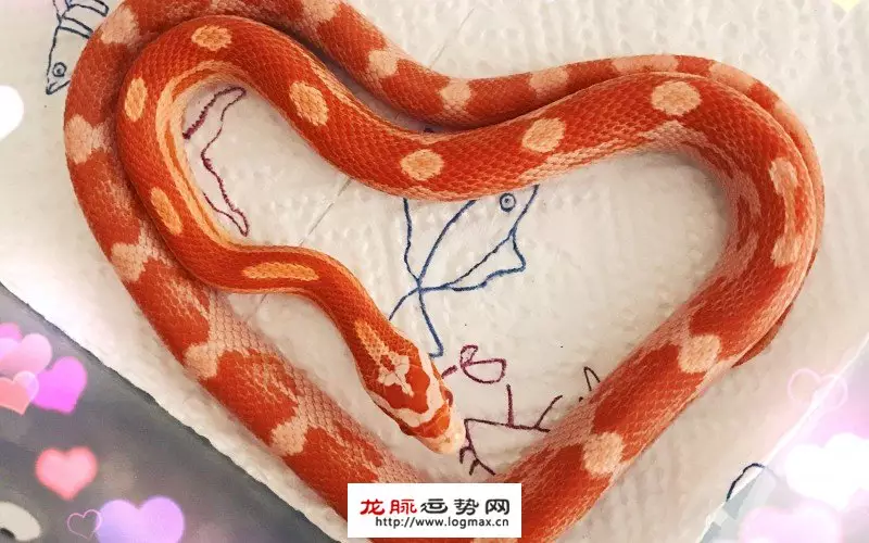 3、屬蛇的婚姻配對的是什麼:男方屬蛇的婚配