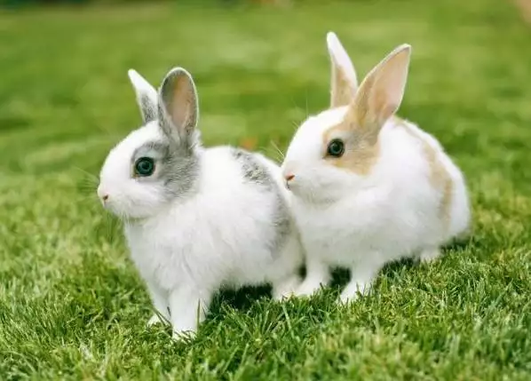 最壞的動物是什麼屬相：最壞的動物生肖