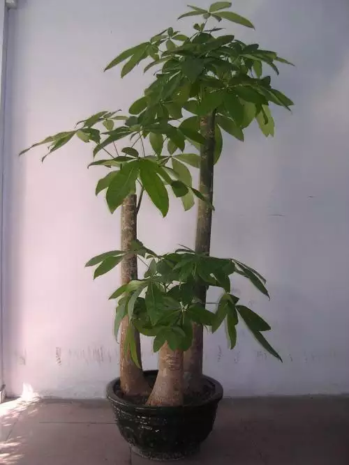 2、發財樹多少錢一盆60個高的:我想買盆發財樹大概多少錢？大一點的啊！