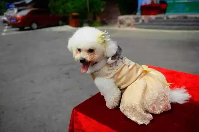 狗和鼠合不合適做生意：屬鼠和屬狗的財運
