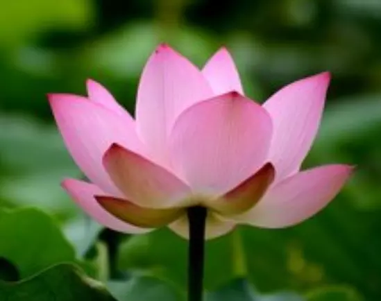 時來運轉九十圈是什麼屬相：時來運轉九十圈，打一個数字！記得帶剖析，謝謝！