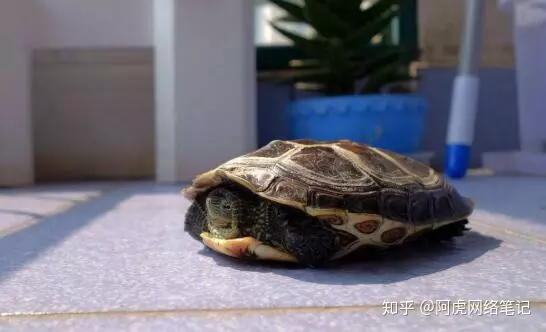 烏龜為什麼突然死了有什麼說法：烏龜浮腫死亡怎麼辦?