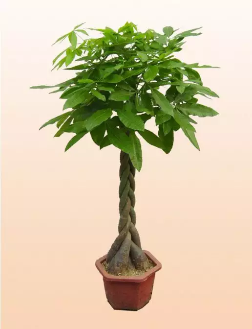 2、家裡種什麼樹風水好又旺財:風水為什麼說榕樹種植在室內不好？