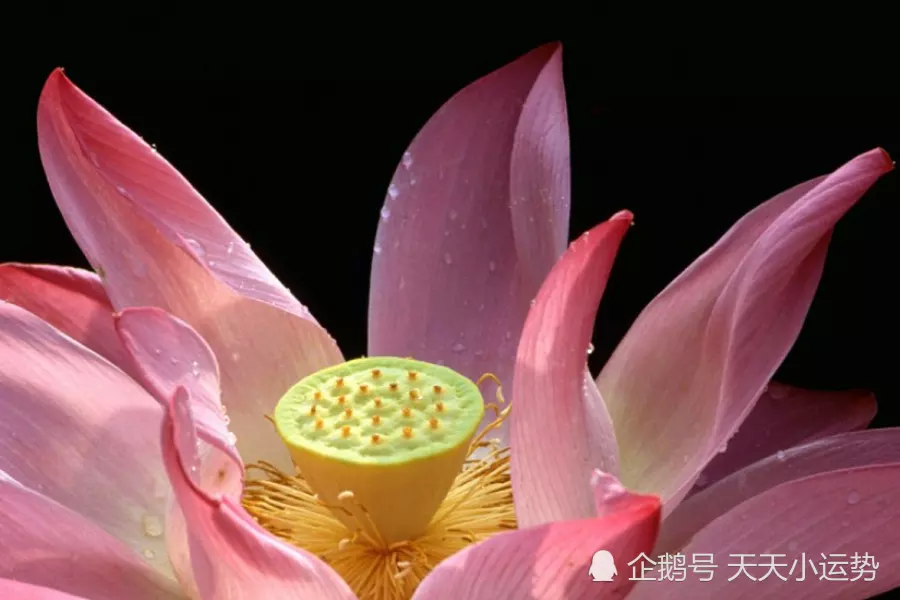 今天是什麼日子旺什麼屬相：老黃曆今天屬相是什麼