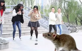 狗女與鼠男結合好不好：屬狗女和屬鼠男合適結婚嗎？