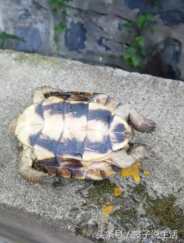 烏龜死在家裡怎麼化解：家裡養烏龜死了，是不是會倒霉啊？