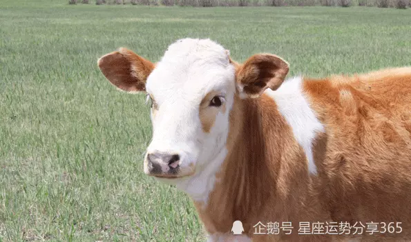 3、屬牛的幾月出生命:生肖查詢：屬牛的幾月出生