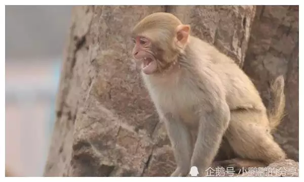 2、68年男猴的命運和婚姻:屬猴68年的男人離婚了