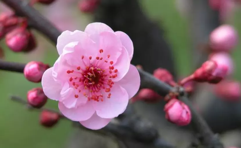 年桃花運最好的屬相：年桃花運最旺生肖排名