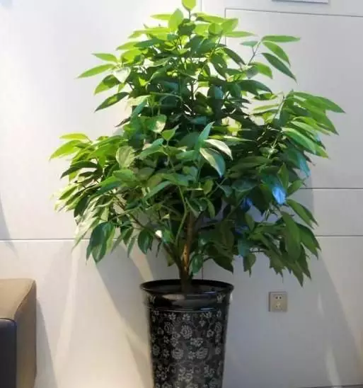 2、適合室的50種花:室什麼花對人身體好？
