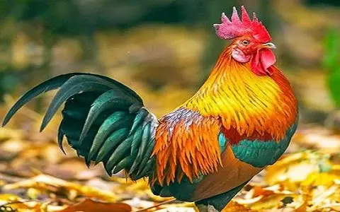 2、屬雞的是哪一年出生的人:屬雞的是哪年出生?雞年出生的人的命運，屬雞的命運