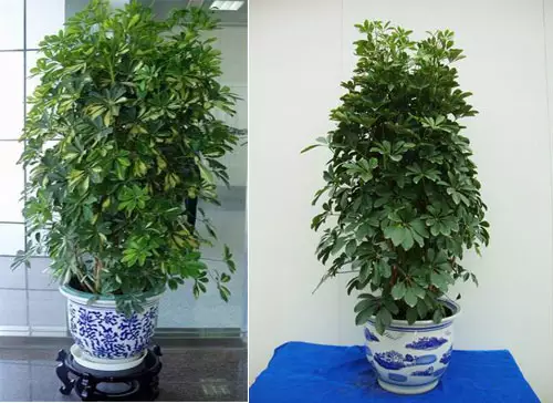 3、真正的招財樹圖片:發財樹開花圖片