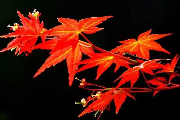 6、白蠟金蛇和土命兔女婚配好嗎:城牆土命與白臘金命合婚嗎