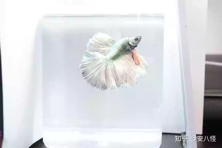 1、喜歡養魚的男人啥性格:男人養魚是什麼心態