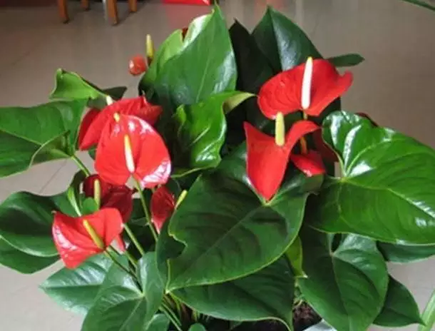 1、適合室的50種花:適合室的50種植物