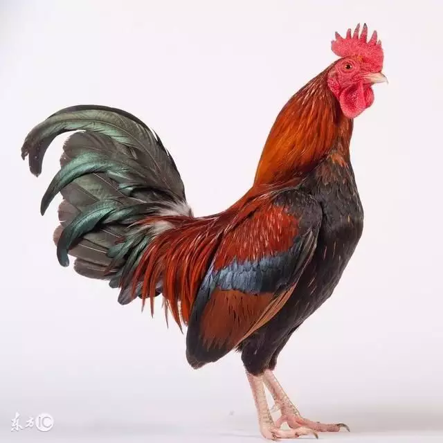 年屬雞相合的屬相：歲男屬雞和什麼屬相合？