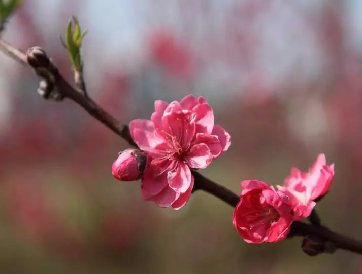 屬相相合之物增加桃花運：如何增進桃花運？