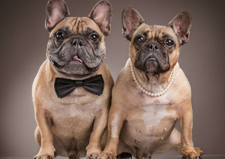 家里养狗的风水 家里养狗的风水