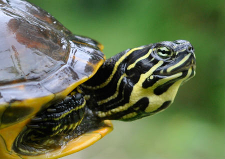 家里养乌龟风水好不好 家里养乌龟风水好不好