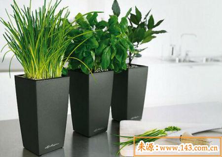 住宅植物摆放风水禁忌