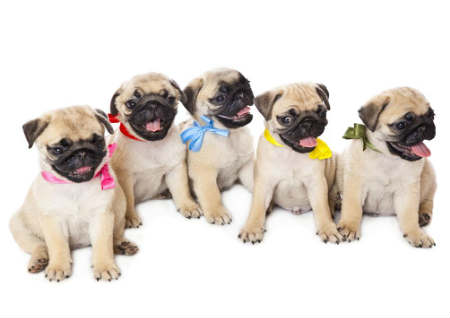 家里养狗的风水 家里养狗的风水