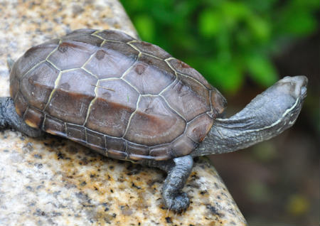 家里养乌龟风水好不好 家里养乌龟风水好不好