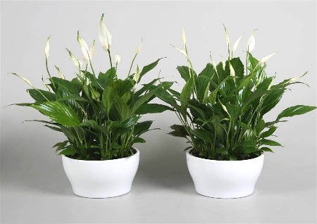 客厅摆什麽植物旺风水