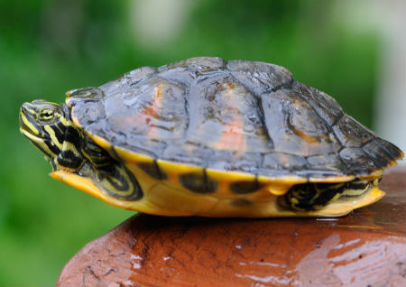 家里养乌龟风水好不好 家里养乌龟风水好不好