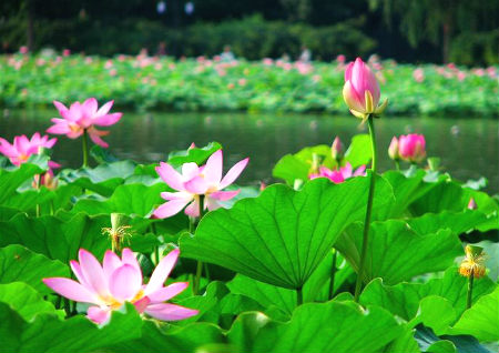 荷花的风水作用 荷花的风水作用