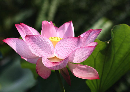 荷花的风水作用 荷花的风水作用