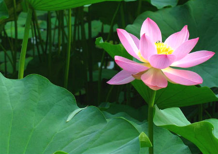 荷花的风水作用 荷花的风水作用