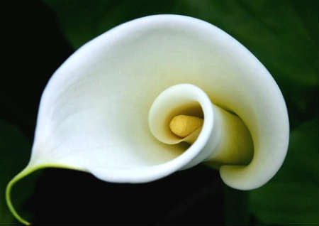 马蹄莲的风水作用 马蹄莲的风水作用