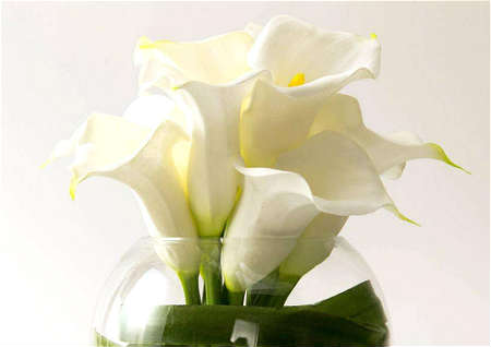 马蹄莲的风水作用 马蹄莲的风水作用